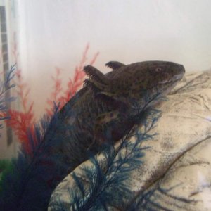 Canaq
01/03/11