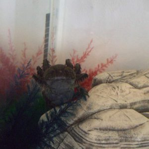 Canaq
01/03/11