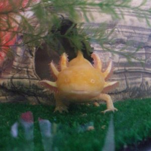 Djinn
01/03/11