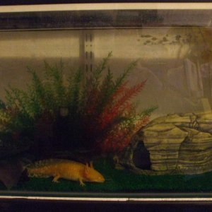 Ddraig
02/03/11