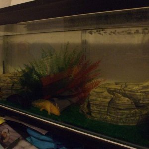 Ddraig
02/03/11