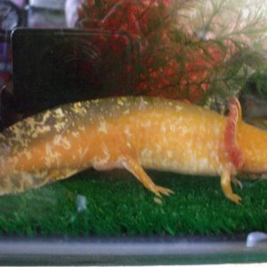Ddraig
09/03/11