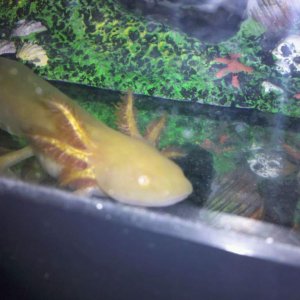 Cpt Jack giving me his "creepy-face" for daring to clean the tank.
