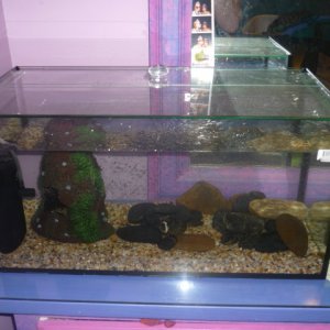 new tank