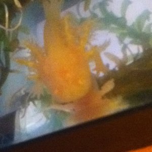 axolotls gold