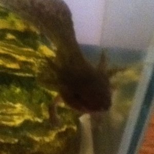 axolotls gray