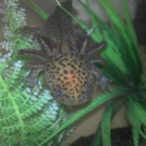 Midori :)