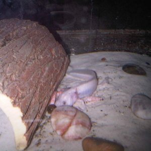 IMG00484 20110525 1905
