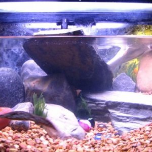 Desi tank "Snewt Zooming" at the time he was in a 10Gal at 4" he is now 5.5" and is content in his new 20 Gal.