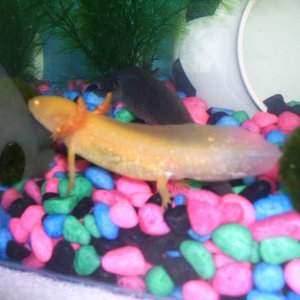 Goldie, posing!