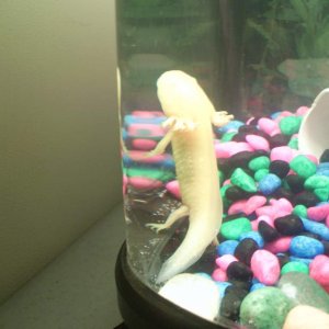 Goldie, showing off
