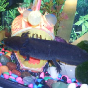 aaargh! the big fish has got me!