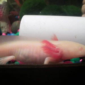 Lotl, busy stomping off somewhere