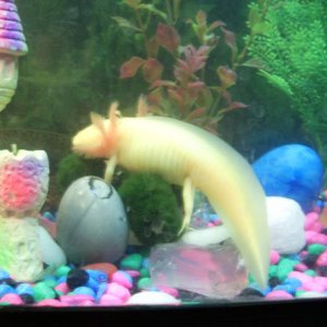 Lotl investigating behind the castle!