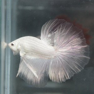 2020595990102429676S600x600Q85