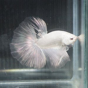 2101730090102429676S600x600Q85