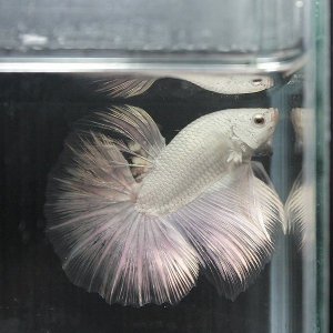 2260997600102429676S600x600Q85