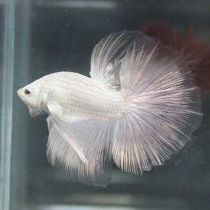 2899176530102429676S600x600Q85