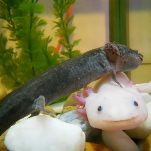 Aristotle Axolotl and albino female, Tenedor. ♥
