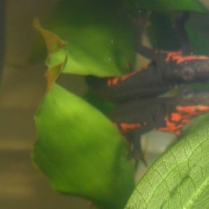 elton on a leaf. reflection above