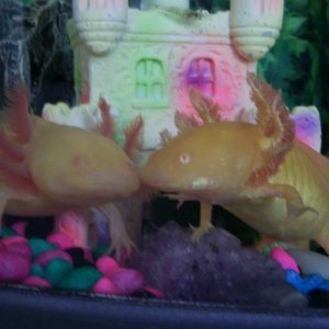 Lotl and Mutant-Goldie, posing!