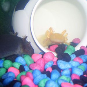 Goldie hiding in his 'cave'