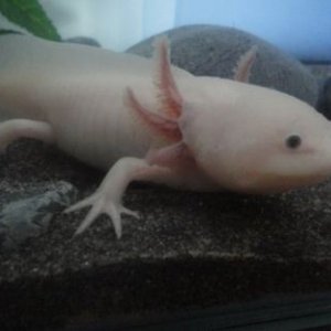 =D