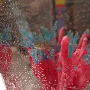 Hiding in his little anemone thingy...