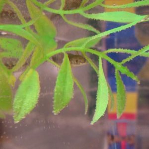 Floating in his floating plant piece.