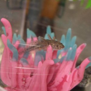 Hanging out in his anemone again...