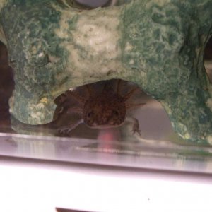 IN his holey cave. Finally!!