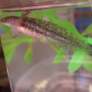 His pretty markings, and lovely tail.