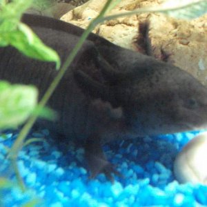 close-up of tyrone. also giving evils!