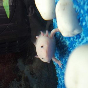 pinky