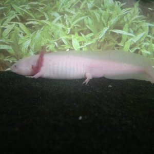 Roka