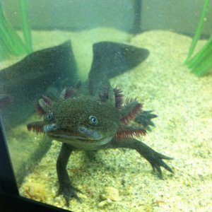 Axel