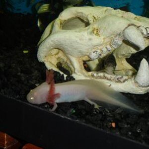 About 7 years ago I came across this creature at a local pet store. I had no Idea what it was, nor did the people working at the shop. Apparently a lo
