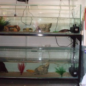 New 4ft Tanks
Canaq + Djinn are in the top tank + Ddraig is in the bottom tank.

(Only just set up + nowhere near finished - need more hides + will be