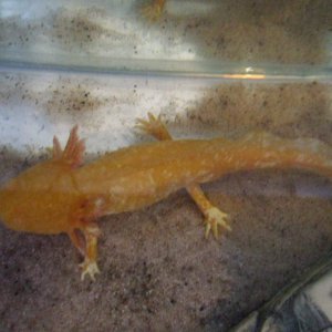 Ddraig
11/06/11