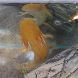 Ddraig - "Oh, Herro!"
11/06/11