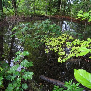 L. vulgaris habitat.