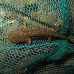 S. s. salamandra larva.