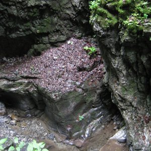 S. s. salamandra habitat. One salamander was on the leafy ledge.