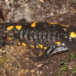 S. s. salamandra, north-central Croatia.