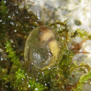 Newt egg, unknown species, north-central Croatia.
