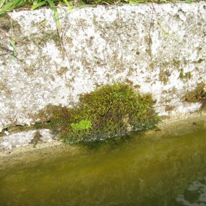 Old limestone trough for livestock, where newt eggs were found, north-central Croatia.