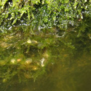 Old limestone trough for livestock, where newt eggs were found, north-central Croatia.