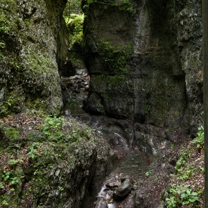S. s. salamandra habitat, north-central Croatia.