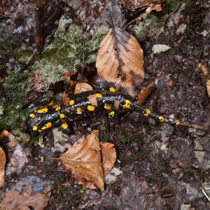 S. s. salamandra, north-central Croatia.