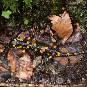 S. s. salamandra, north-central Croatia.